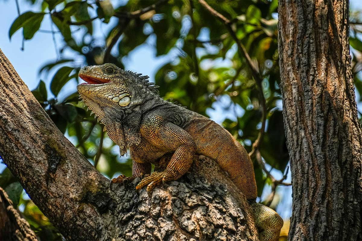 Parque de las iguanas - Fin de semana en guayaquil