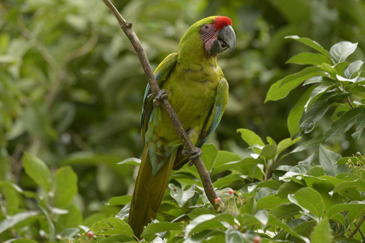 Lugares para visitar Guayaquil - Cerro Blanco